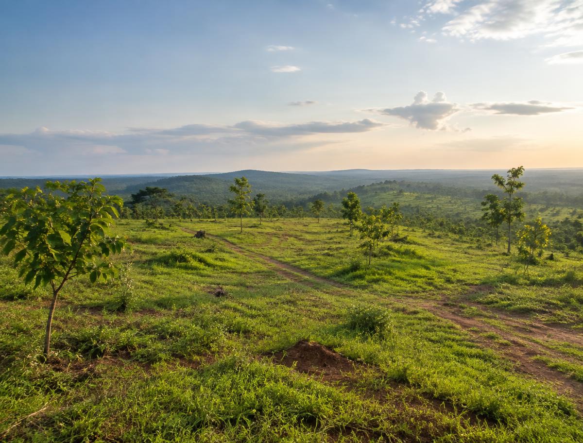 Illustrative open green land in Nigeria